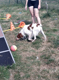 Sorties sur parcours des Chiens